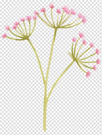 Common Dandelion Flower Purple, Purple dandelion flowers painted transparent background PNG clipart