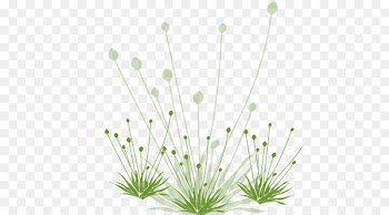 Common Dandelion Green White - White dandelion bottom 