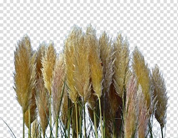 Common Dandelion Nothocalais cuspidata, Flying dandelion transparent background PNG clipart