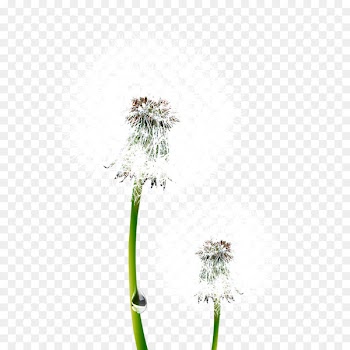 Common Dandelion Taraxacum platycarpum Nagammal Mills P Ltd Euclidean vector - White dandelion 