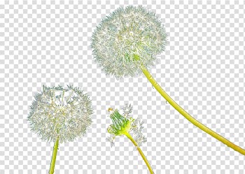 Common Dandelion White Yellow, White dandelion transparent background PNG clipart