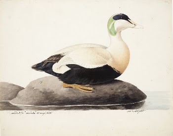 Common eider, male, 1828, Magnus | Free Photo - rawpixel