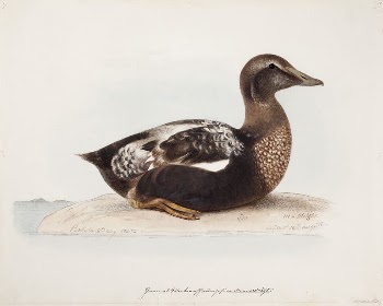 Common eider, old male in summer, | Free Photo - rawpixel