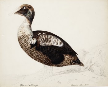 Common eider ; unfinished, 1852, | Free Photo - rawpixel