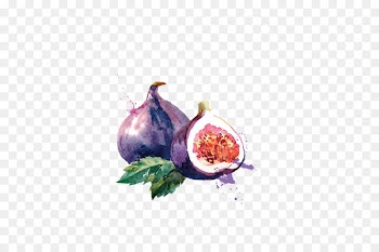 Common fig Euclidean vector Royalty-free - fruit,watercolor,pomegranate,purple 
