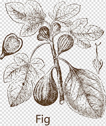 Common fig Fig leaf Fruit , Fruit herbs transparent background PNG clipart
