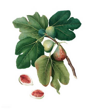 Common Fig from Pomona Italiana (1817-1839) b.. | Free stock vector - 487907