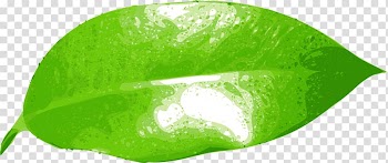 Common fig Leaf Green , leaf transparent background PNG clipart