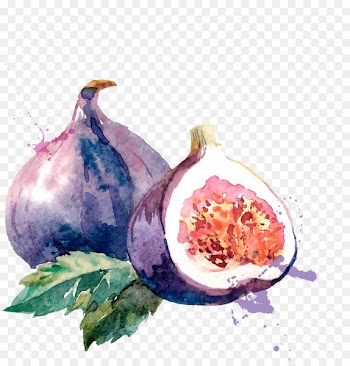 Common fig Watercolor painting Drawing Illustration - watercolor without melon and leaves 