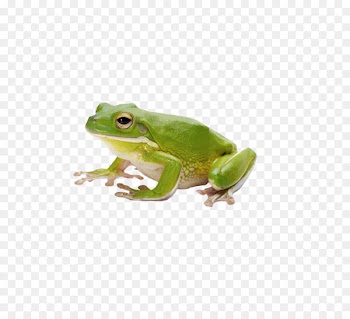 Common frog Amphibian Tadpole - frog 