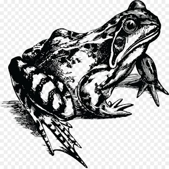 Common frog Toad Rubber stamp T-shirt - frog 