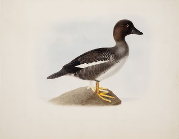 Common goldeneye, 1836, Magnus von | Free Photo - rawpixel