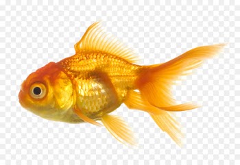 Common goldfish Clip art Portable Network Graphics Common carp Image - fish 