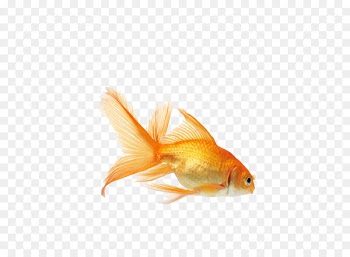 Common goldfish Koi Aquarium fish feeder - fish 
