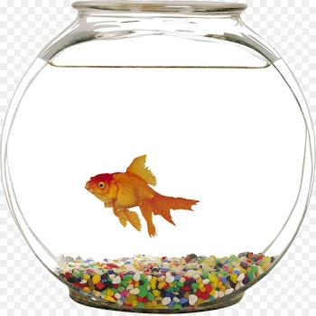 Common goldfish Siamese fighting fish Aquarium - Aquarium 
