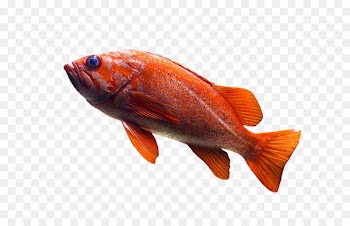 Common goldfish Telescope Aquarium - Fish IN Water 
