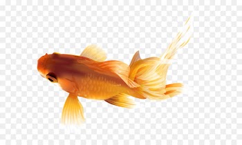 Common goldfish Zebrafish Calico Common carp - Goldfish PNG Transparent Clip Art Image 