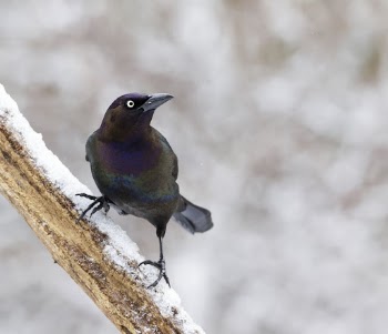 Common grackle bird. Free public | Free Photo - rawpixel