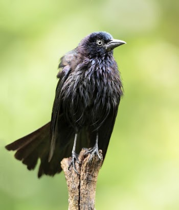Common grackle bird. Free public | Free Photo - rawpixel
