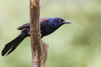 Common grackle bird. Free public | Free Photo - rawpixel