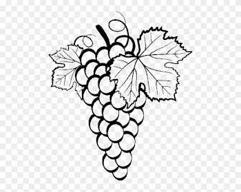 Common Grape Vine Drawing Clip Art - Grapes Vector