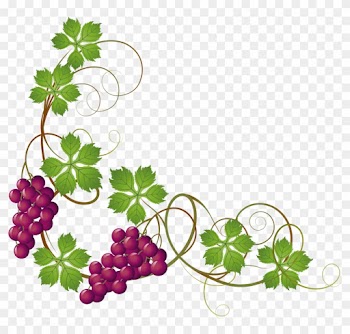 Common Grape Vine Grape Leaves Clip Art - Grape Vine Transparent Background
