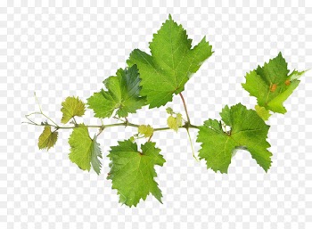 Common Grape Vine Grape leaves Vitis rupestris Leaf - grape 
