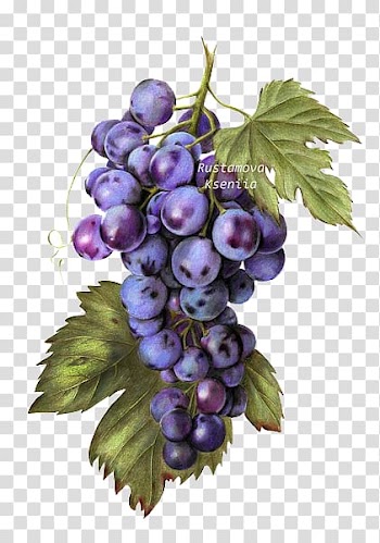 Common Grape Vine Raceme Seedless fruit, Purple grapes transparent background PNG clipart