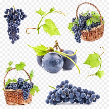 Common Grape Vine Stock photography - grape 