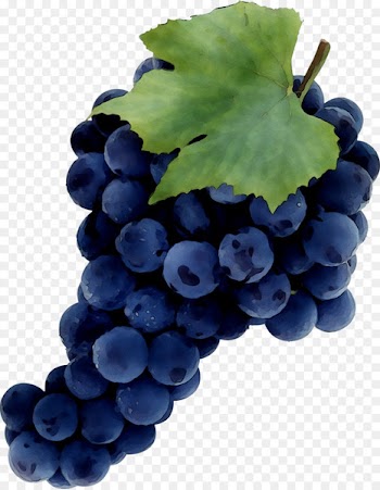 Common Grape Vine Sultana Zante currant Juice -  
