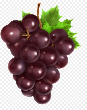 Common Grape Vine Vector graphics Royalty-free Stock photography - grape 