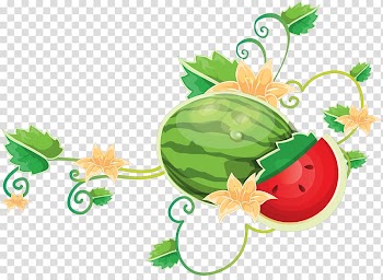 Common Grape Vine Watermelon, watermelon transparent background PNG clipart