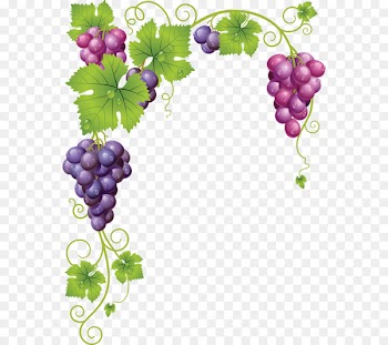 Common Grape Vine Wine Clip art - grape 