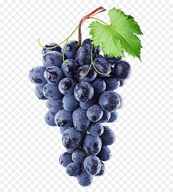 Common Grape Vine Wine Isabella Concord grape - Purple grape 