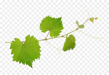 Common Grape Vine Wine Mirto Grape leaves - Grape leaves picture material 