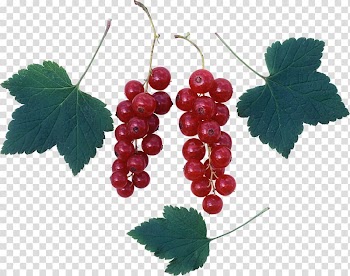 Common Grape Vine Zante currant Redcurrant Grape leaves, Grapes and grape leaves transparent background PNG clipart