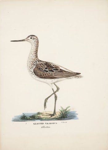Common greenshank, 1828 - 1838, | Free Photo - rawpixel