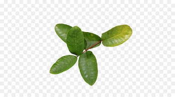 Common guava Leaf Tropical fruit Health - guava 