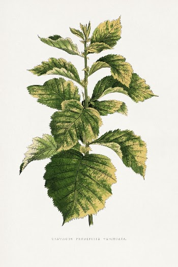 Common Hawnthorn leaf illustration from Les | Free Photo Illustration - rawpixel