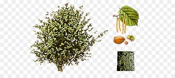 Common hazel Shrub Hazelnut Seed Catkin - avellana tuerca arbusto 