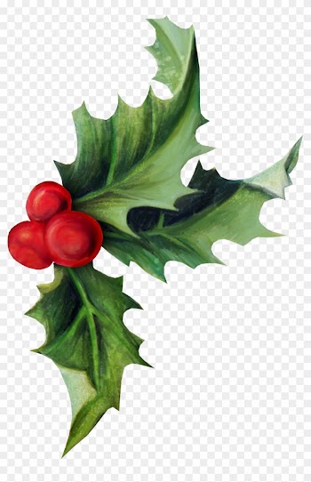 Common Holly Christmas Aquifoliales Ilex Crenata - Common Holly Christmas Aquifoliales Ilex Crenata