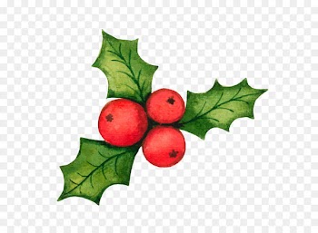 Common holly Christmas decoration Clip art - Christmas holly decorations vector material 