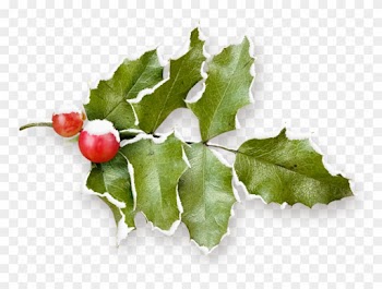 Common Holly Christmas Pomegranate Fruit - Common Holly Christmas Pomegranate Fruit
