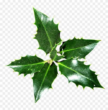 Common Holly Ilex Crenata Christmas Plant Magnolia - Common Holly Ilex Crenata Christmas Plant Magnolia