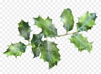 Common Holly Ilex Crenata Tree Plant Magnolia - Common Holly Ilex Crenata Tree Plant Magnolia