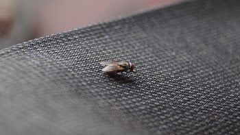 Common House Fly on Black Textile