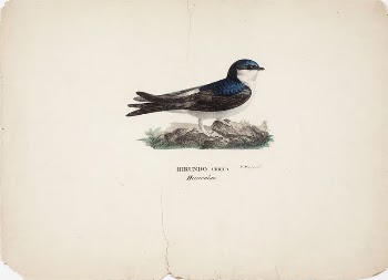 Common house martin, 1828 - | Free Photo - rawpixel