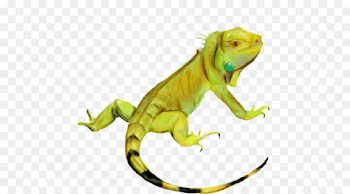 Common Iguanas Chameleons - Iguana PNG HD png download - 500*500 ...
