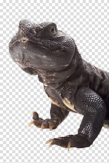 Common Iguanas Lizard Uromastyx aegyptia Reptile Uromastyx ornata, Black Lizard transparent background PNG clipart