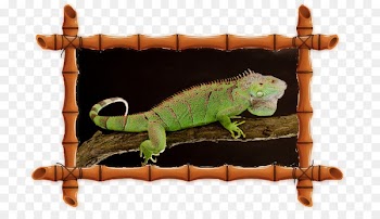 Common Iguanas Ping Pong House Chameleons Bungalow Apartments - ping pong 